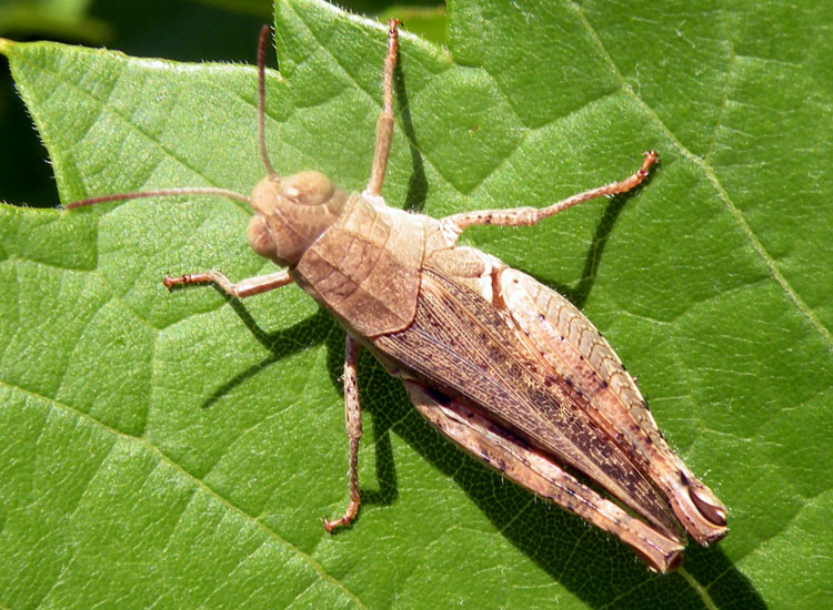 Orthoptera del Gran Sasso